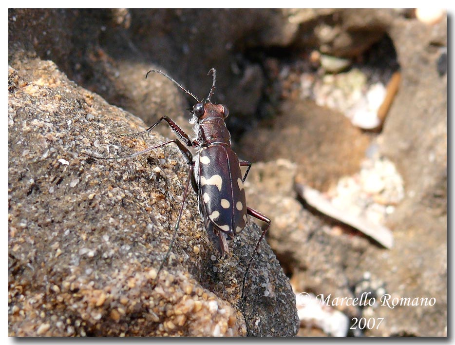 Omaggio alla pi bella cicindela di Sicilia: Calomera lugens